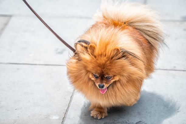 Cute golden Pomeranian puppy on outdoor walk with leash on sunny pavement.