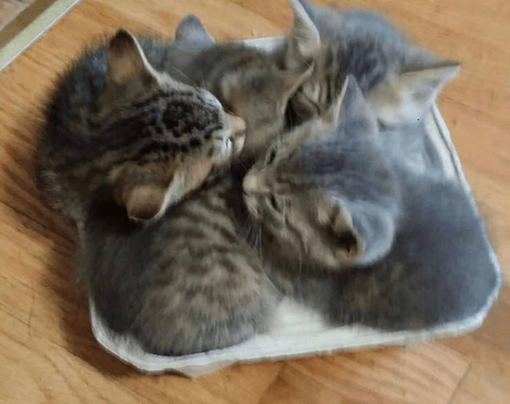 Cute kittens cuddling in a white dish on a wooden floor.
