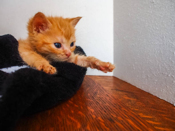 Cute orange kitten with blue eyes snuggled in a cozy blanket on a wooden surface.