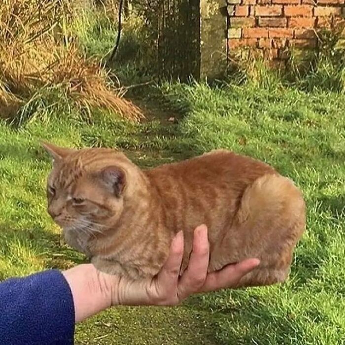 Cute orange tabby cat relaxing outdoors with a human hand in lush garden greenery.
