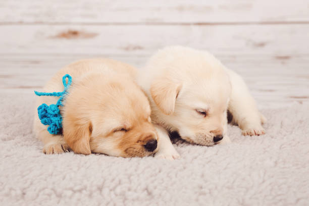 Two golden retriever puppies sleeping together on a cozy blanket with a blue collar.