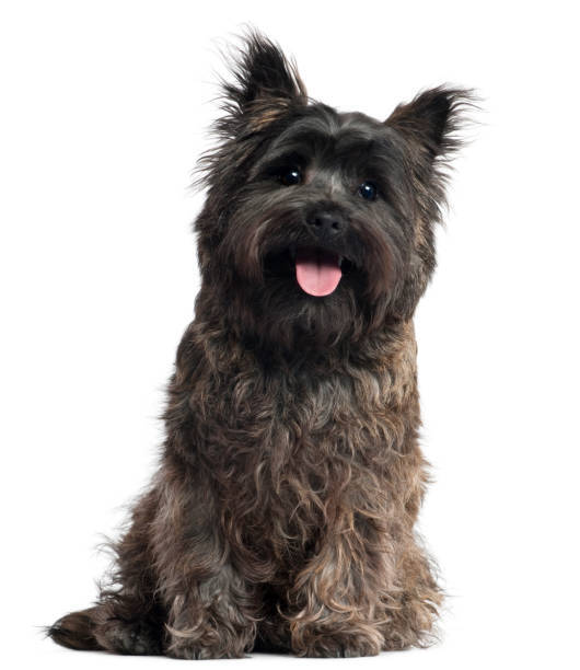 Playful, fluffy dog with bright eyes and expressive face sitting against a white background.