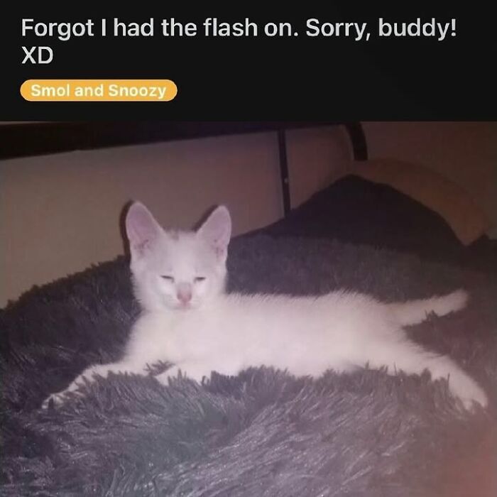 Cute white kitten resting on cozy fluffy bedspread with relaxed, sleepy expression.