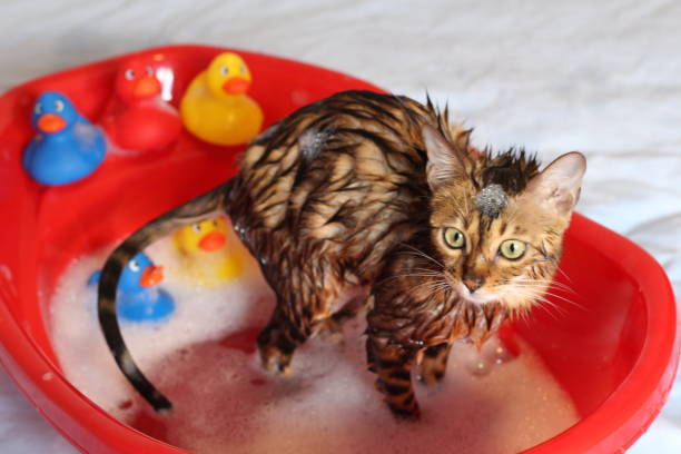 Wet Bengal cat in a red tub with colorful rubber ducks during bath time.