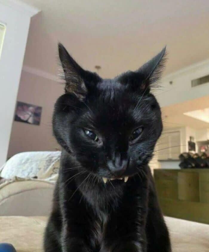 Curious black cat with glossy fur relaxing in a cozy home environment.