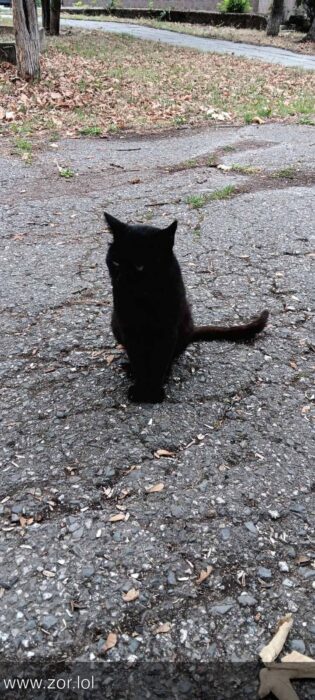 Black cat sitting on autumn gravel path surrounded by leaves and greenery.