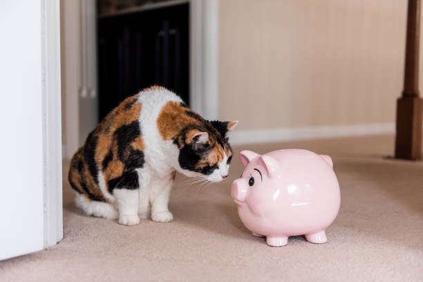 Calico cat investigating a shiny pink piggy bank on a cozy beige carpet.