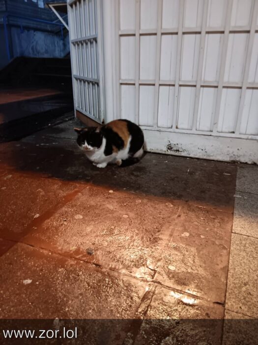 Calico cat sitting on wet urban tiles near white wall in twilight ambiance.