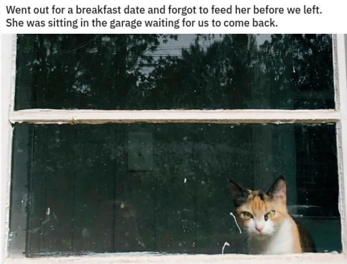 Calico cat waiting at the window of a garage on a sunny day.