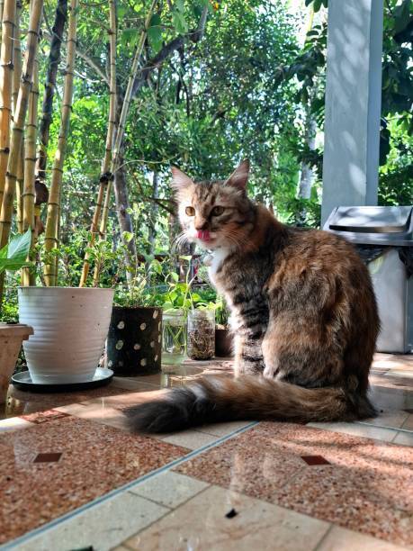 Beautiful calico cat relaxing amidst potted plants on colorful tiled floor.