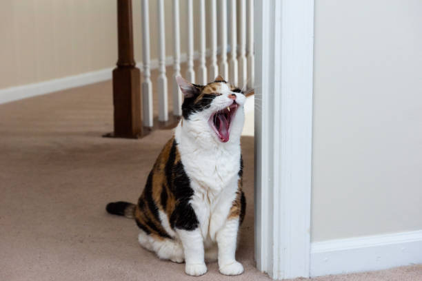 Calico cat yawning on cozy beige carpet in a warm home setting.