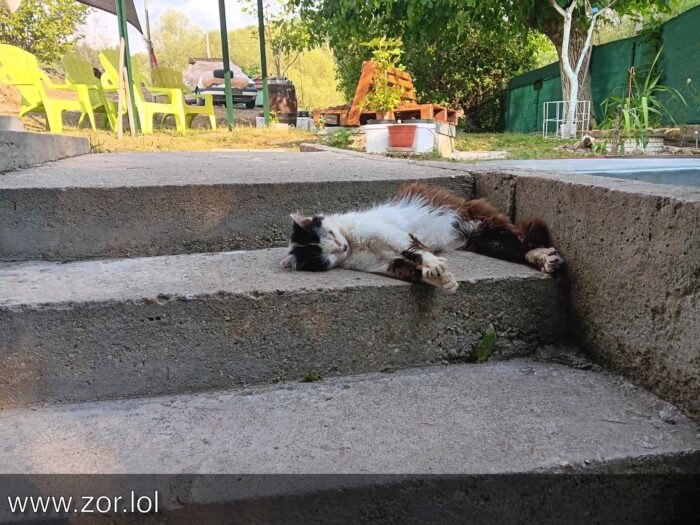 Relaxed cat lounging on concrete steps in a sunny garden with greenery and outdoor furniture.