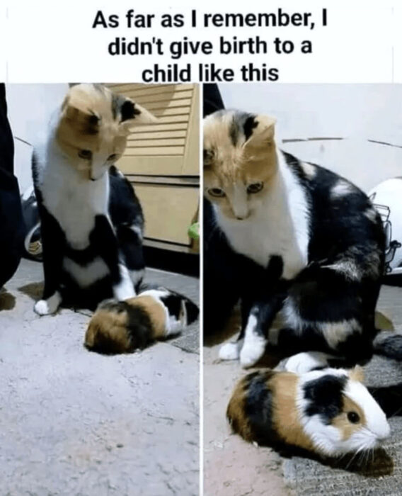 Funny cat surprised by guinea pig, adorable pet friendship, humorous animal interaction in cozy home.