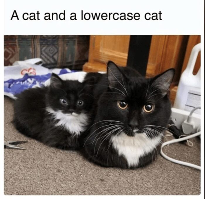 Cute black cat and kitten cuddling at home with cozy surroundings and playful atmosphere.