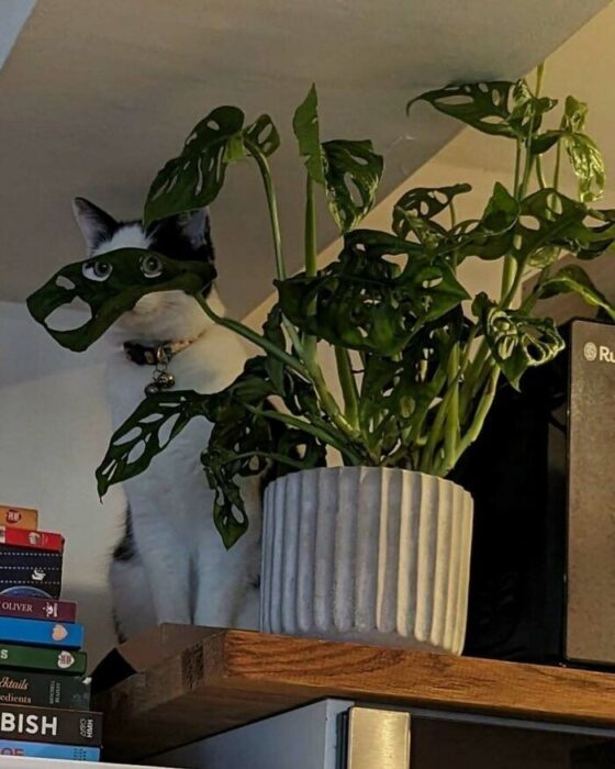 Cute white and black cat hiding among Monstera leaves on a cozy bookshelf.