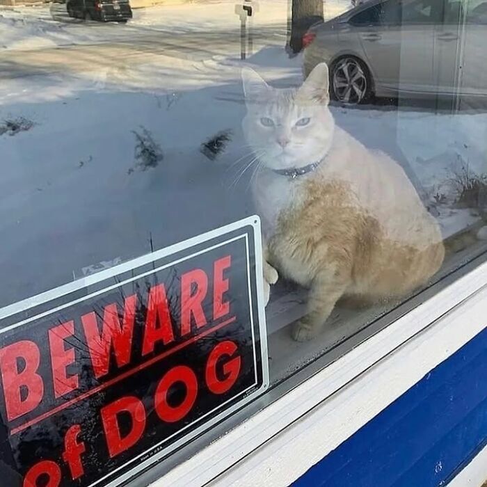 Cute cat by window with Beware of Dog sign in snowy winter scene.