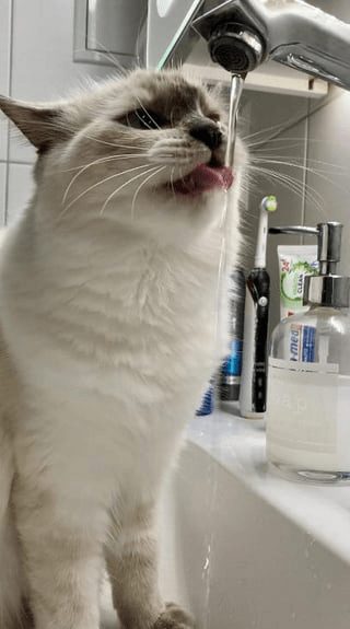 Cute fluffy cat drinking water from bathroom sink faucet, exploring and playing with flowing water.