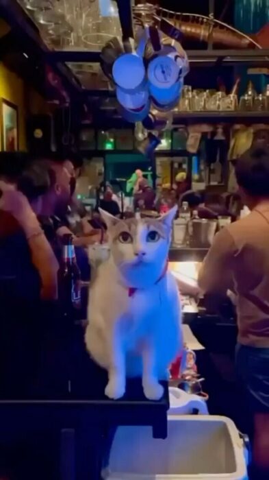 Lively bar scene with a confident white cat on the counter amidst patrons and vibrant lighting.