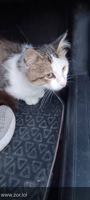 Sweet cat sitting on car rubber mat with sneaker nearby, showcasing pet and human bond.
