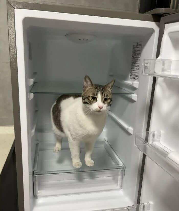 Playful white and gray cat inside a refrigerator, exploring a modern kitchen scene.