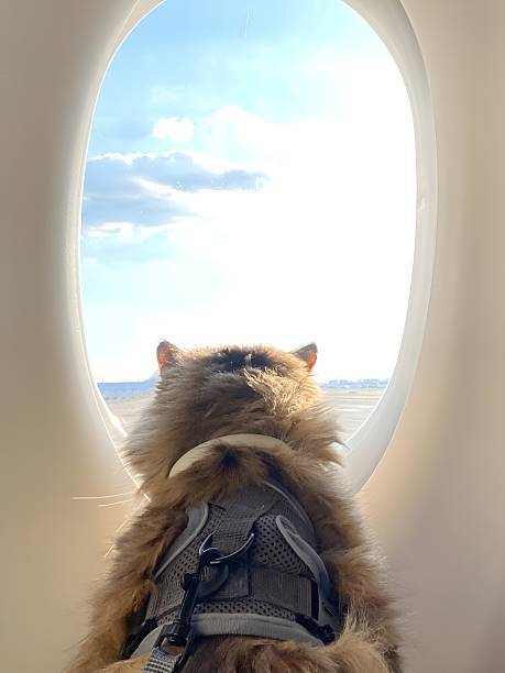 Fluffy cat in harness looking out airplane window at clouds during scenic flight.
