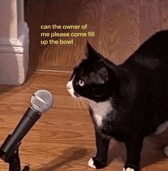 Funny black and white cat demanding food at microphone, humorous pet demand, cute domestic animal scene.