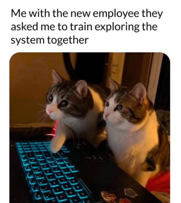 Two curious cats exploring a laptop, humorously resembling coworkers training in an office setting.