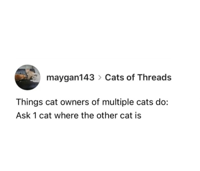 Humorous social media post about cat owners asking one cat where the other is.