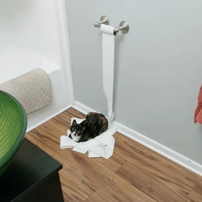 Cute cat playing with toilet paper in bathroom with modern decor and colorful towels.