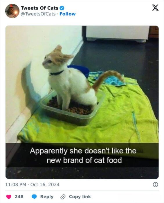 Humorous cat rejecting new cat food in a shallow dish with expressive face and colorful towel.