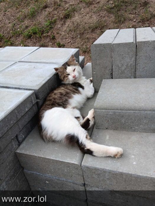 Relaxed gray and white cat resting on concrete blocks in a peaceful grassy outdoor setting.
