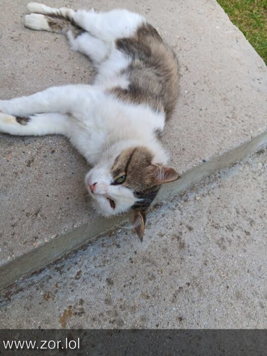 Relaxed white and brindle cat lounging outdoors on concrete with greenery and vibrant green eyes.