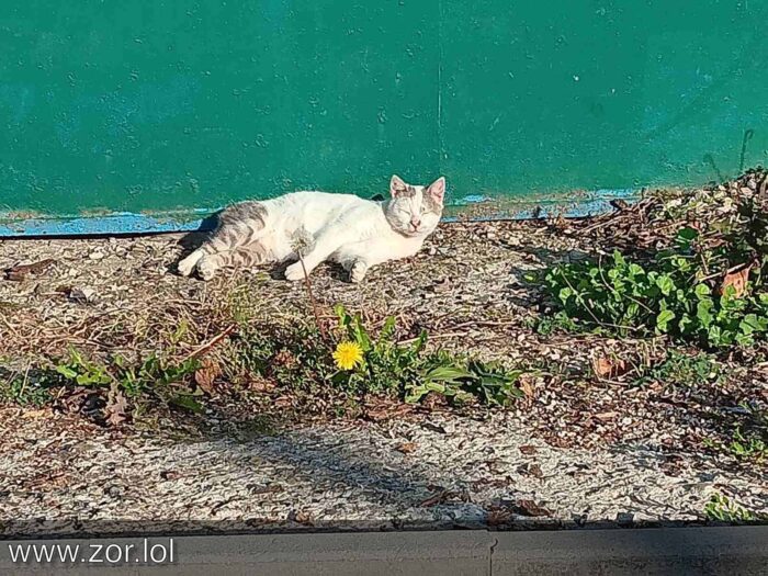 White cat relaxing in the sun near a yellow dandelion against a green weathered wall.