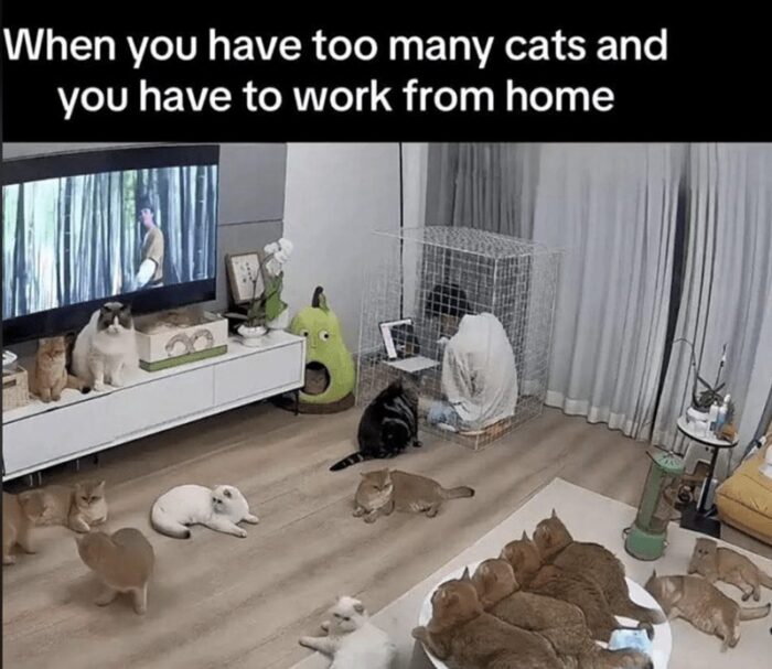 Cats lounging and causing chaos during a remote workday in a modern home office.