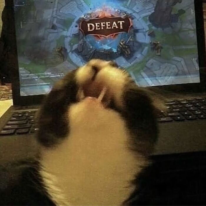 Cute cat reacting to video game defeat on laptop screen.