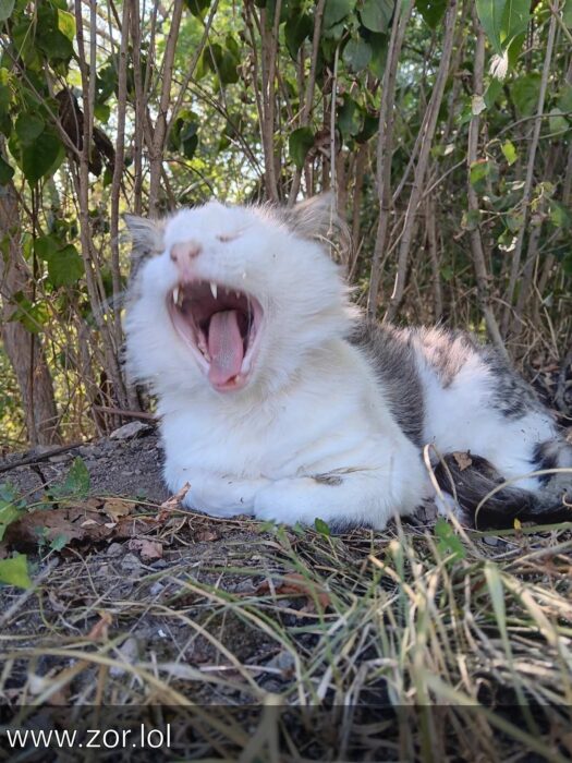 White and gray cat yawning outdoors in lush greenery and natural garden setting.