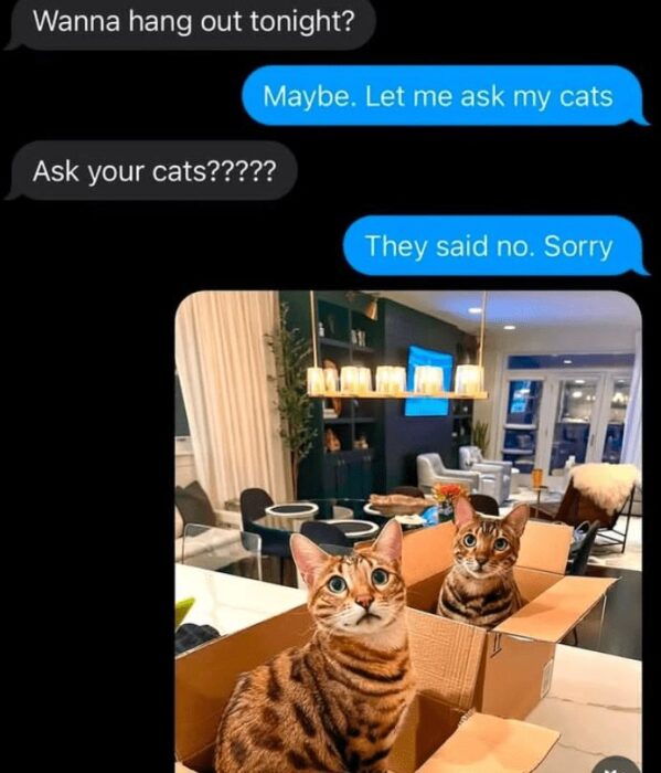 Humorous cat meme with Bengal cats in a box rejecting social plans on a messaging app.