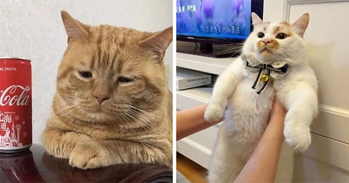 Cute cats with contrasting personalities, one grumpy and one curious, in a cozy home setting.