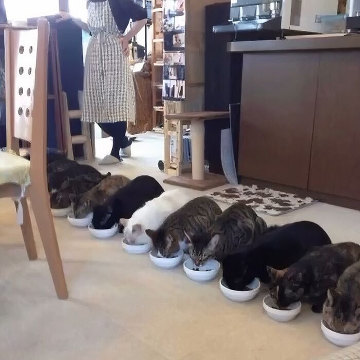 Cats enjoying their meal in a cozy indoor cat café with a caring owner.