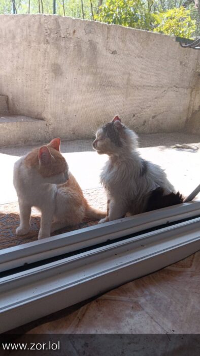 Two curious cats sitting outside a sliding glass door, enjoying sunny outdoor garden scenery.