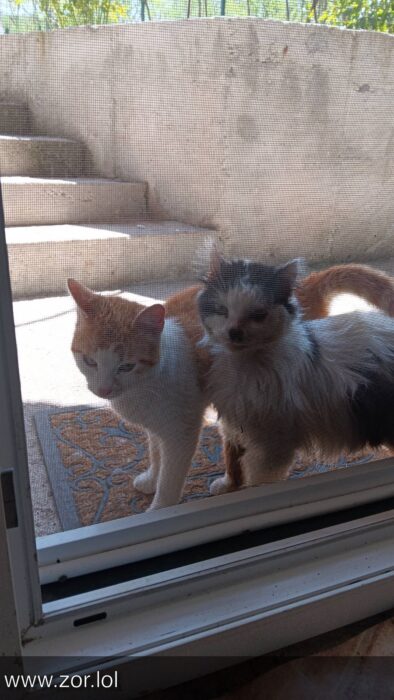 Two curious cats peering through a screen door into a bright outdoor patio.