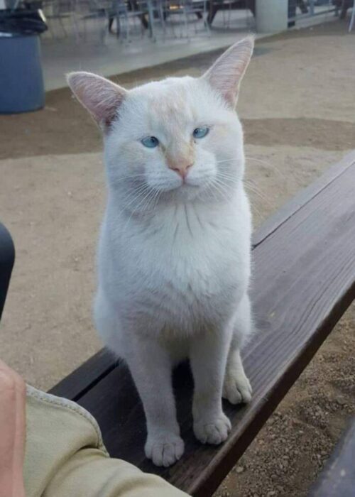 White cat with blue eyes sitting on outdoor wooden bench in park or café setting.