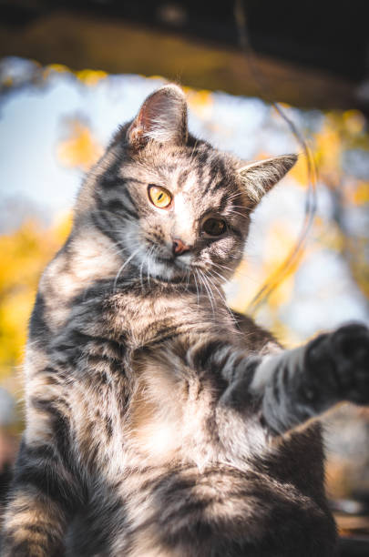 Adorable tabby cat with striking yellow and dark eyes in autumn sunlight.