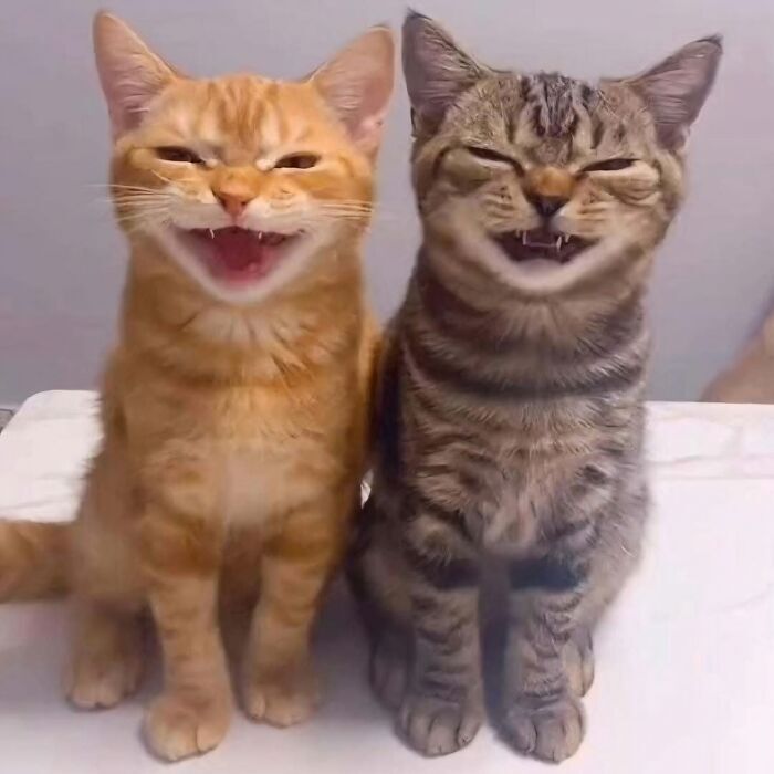 Two joyful cats, orange and gray tabby, smiling and sitting together on a light background.