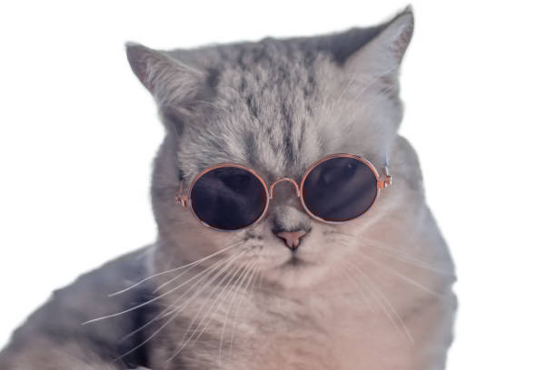 Stylish gray cat wearing trendy sunglasses with luminous fur and playful personality.