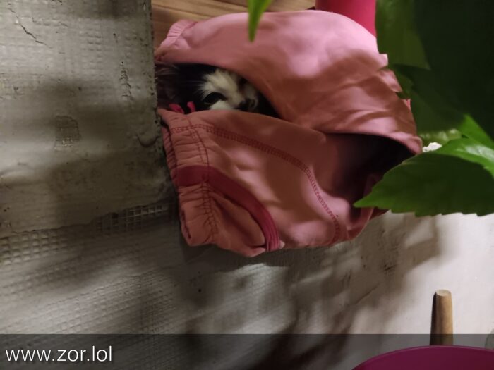Cute animal hiding in pink shorts near cozy plant and warm wall backdrop.