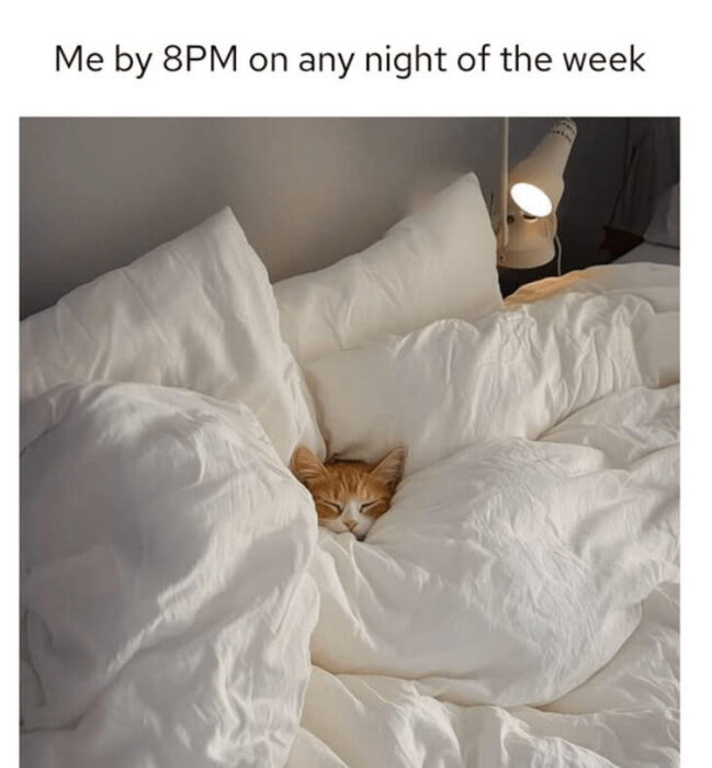 Cozy bedroom with sleeping cat, white blankets, warm lamp, perfect for relaxing at night.