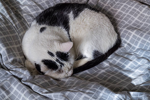 Quiet black and white cat sleeping peacefully on soft, checkered gray bedding.