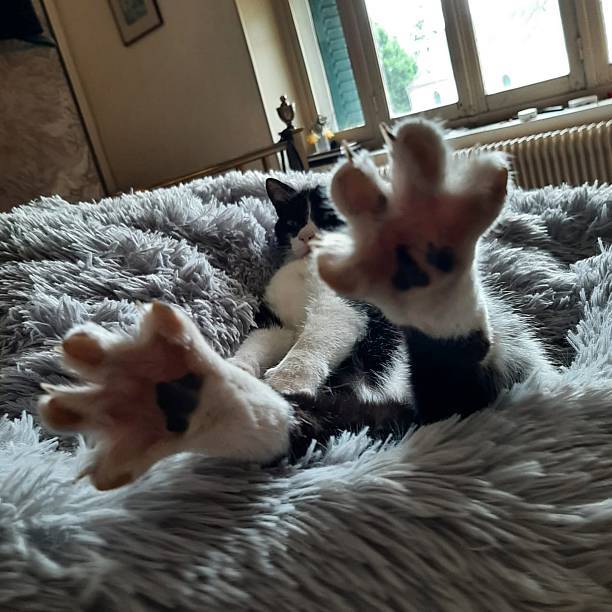 Black and white cat relaxing on soft, plush blanket with natural sunlight and cozy home decor.