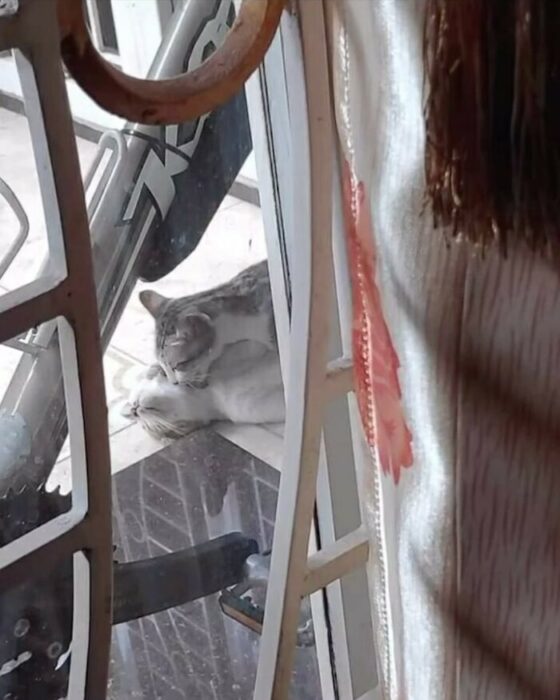 Relaxed gray cat resting by sunlit window with floral curtain and bicycle in cozy home.